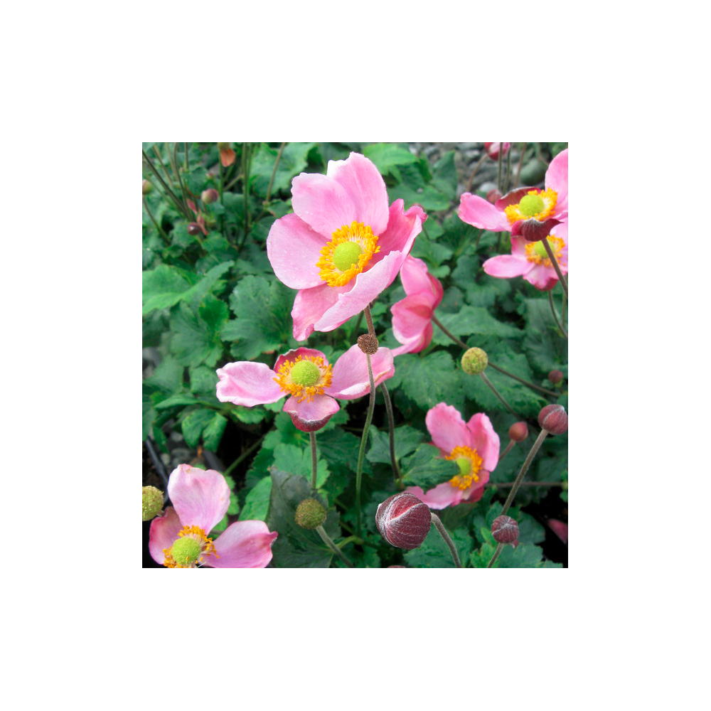 Anemone hybr. ‘Pink Cloud’ / Szellőrózsa - Anemone / Szellőrózsa